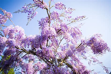 De Wistariatuin: Een Exotische Oase van Geurende Bloemen en Ontspannende Rust!